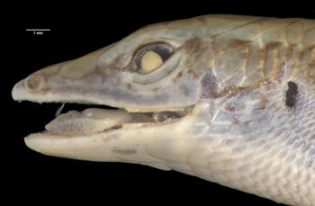 Media type: image;   Herpetology R-7683 Aspect: head lateral